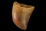 Serrated, Baby Carcharodontosaurus Tooth - Morocco #159294-1